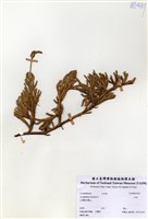 藏品(石松)的圖片